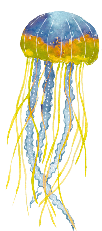 Jellyfish 2